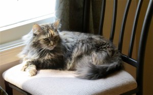 Long-hair cat