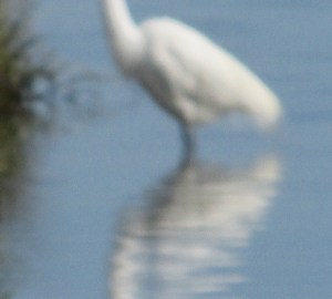 Egret