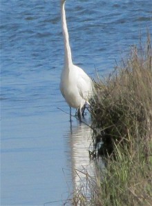 Egret