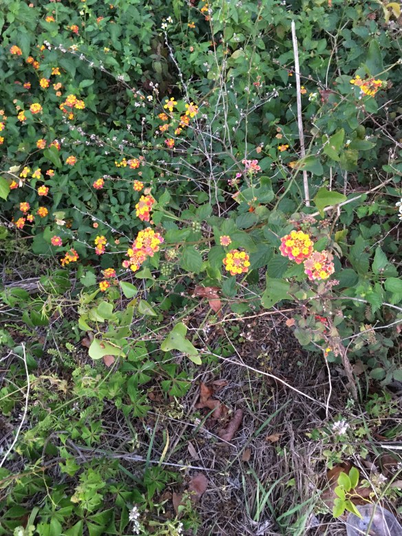 FL flowers